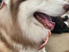 -TrueLove @ Neverland (Husky Cafe)