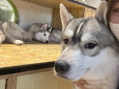 -Husky Go! 哈士奇体验馆·宠物咖啡厅狗咖