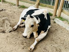 -神户市立六甲山牧场