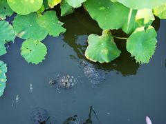 -纪念孙中山市政公园