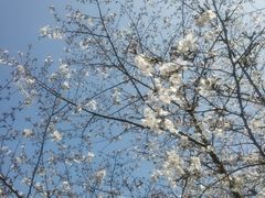 -香雪海