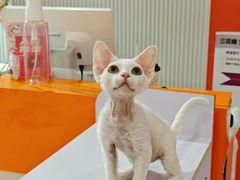 -三花喵·撸猫购宠·宠物生活馆(虹桥南丰城店)