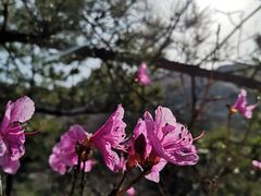-崂山巨峰游览区