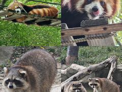 -上海野生动物园