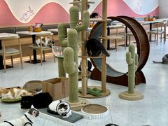 -喵园·猫主题咖啡厅·撸猫·猫咖(国贸店)