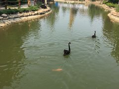 -芭东小镇温泉