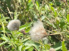 -野鸭湖国家湿地公园