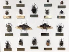 -上海昆虫博物馆