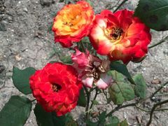 android_upload_pic-白塘生态植物园