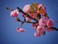 -天适樱花悠乐园