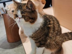 -瞄一喵猫咖(格力海岸店)