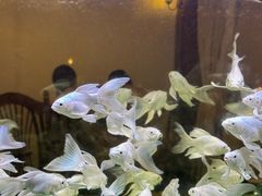 -Lamant Manor已闻花名關於藍