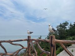 -摩天岭风景区