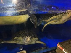 -烟台海昌鲸鲨海洋公园