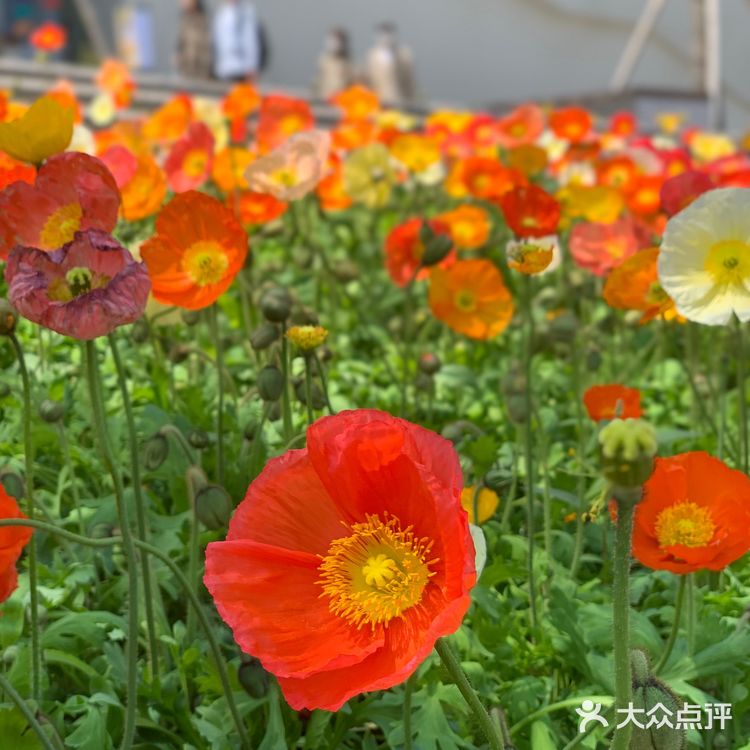 可以好好看看建筑看看展，赏赏花望望江