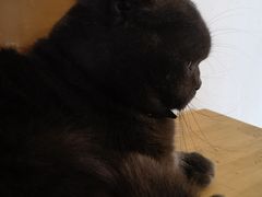 -猫的茶·猫咖