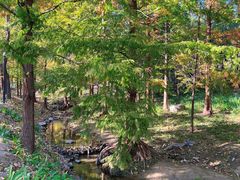 -白水寺森林公园