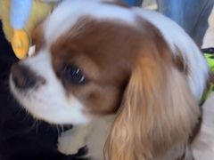 -FAELING PETS美天灵宠物(富力广场店)