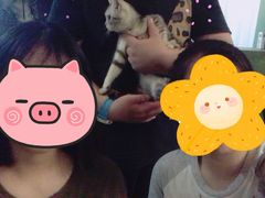 -猫猫幼稚园·撸猫·桌游·电玩