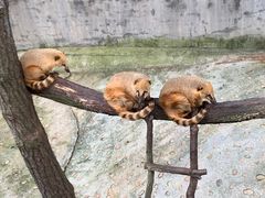 -西霞口神雕山野生动物世界