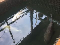 -蓝湾碧波·老字号·疍家非遗海上餐厅