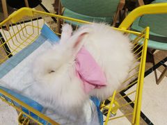 -猫色咖啡·猫咖