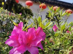 -武汉紫薇都市田园