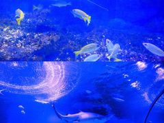 -海合安武汉极地海洋公园