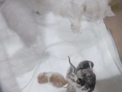 -科道动物医院·急重症中心(万达院)