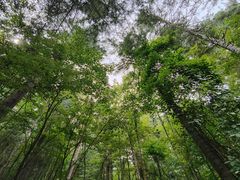 -五营红松林海景区