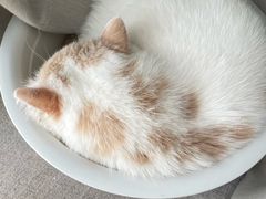 -宠爱国际动物医院·消化内科·心肾内科·ISFM猫友好(望京店)