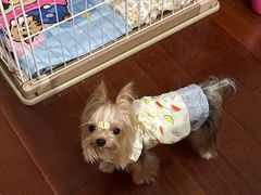 -萌宠之家·腊肠犬·马尔泰·小体犬舍