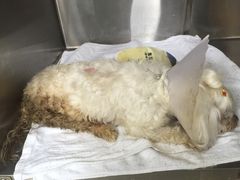 博雅动物医院-纳吉亚猫专科动物医院博雅分院