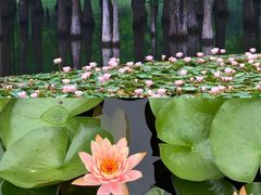 -白鹭湾湿地公园