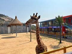 -西霞口神雕山野生动物世界