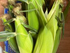 -南汇新场正宗水蜜桃采摘