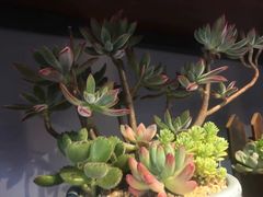 -何兮花店·气球派对鲜花店(马桥银春路万科城店)