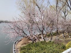 -大兴滨河森林公园