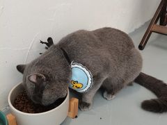 -猫友咖啡店(玉林西路店)
