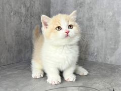 -小猫来了·猫舍(红山六九七九店)