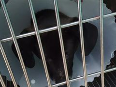 -瑞派·关忠动物医院·猫专科·犬专科(三环新城店)