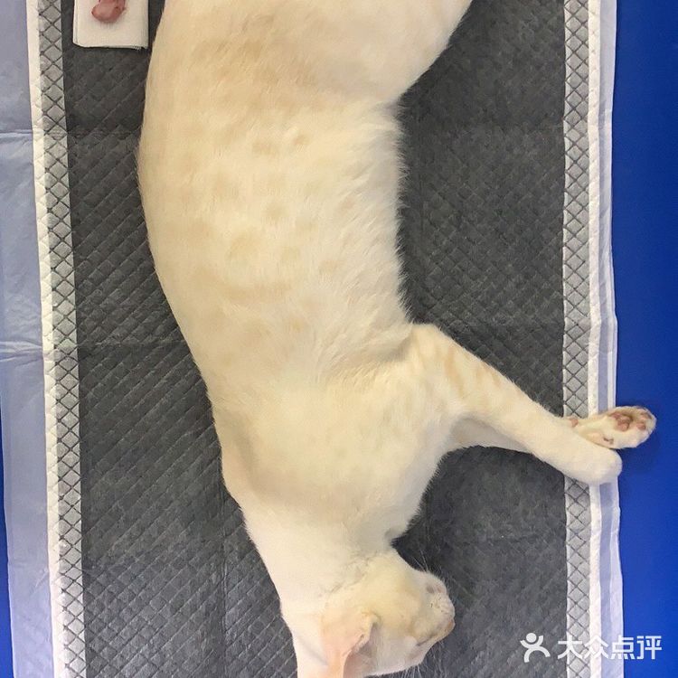 石家庄最良心的宠物医院!