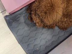 -全心全意连锁动物医院·微创中心·内科急重症·心脏专科(丰管路店)