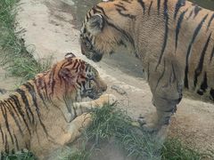 -北京野生动物园