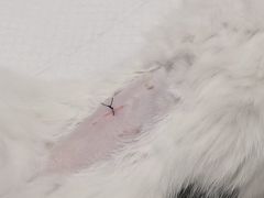 -灵美宠物诊所