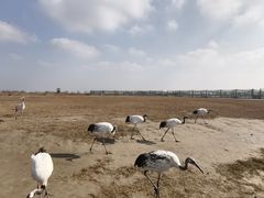 -盐城丹顶鹤湿地生态旅游区