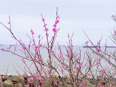 -上海滨江森林公园