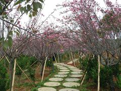 -天适樱花悠乐园