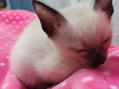 -欣宠猫屋·矮脚拿破仑·蓝金金渐层