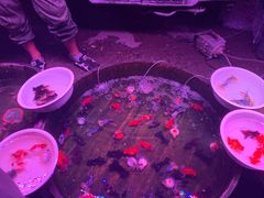 -中环花鸟鱼虫市场